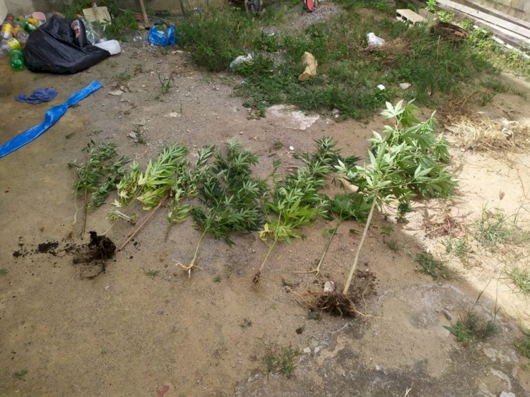 Denarc apreende seis pés de maconha em Aracruz