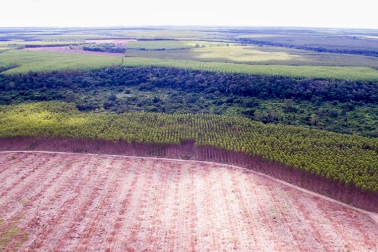 Suzano obtém licença para plantio de 591 hectares em fazenda de Linhares