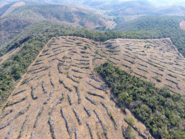 ES tem aumento no desmatamento da Mata Atlântica