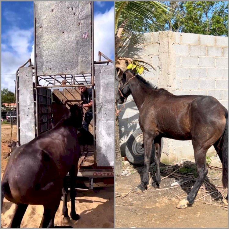 Égua furtada em fazenda de Aracruz é resgatada pela polícia