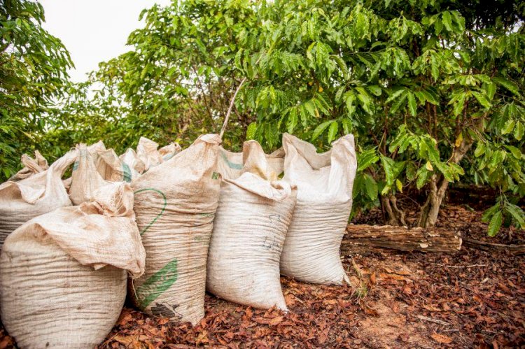 Tio e sobrinho são presos por roubo a colheitas de café em Aracruz