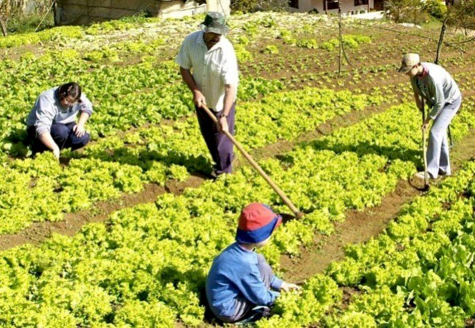 Valor bruto da produção agropecuária é estimado em R$ 24,2 bilhões no ES