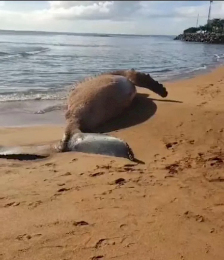 Duas baleias são encontradas mortas em menos de 24h no litoral do ES