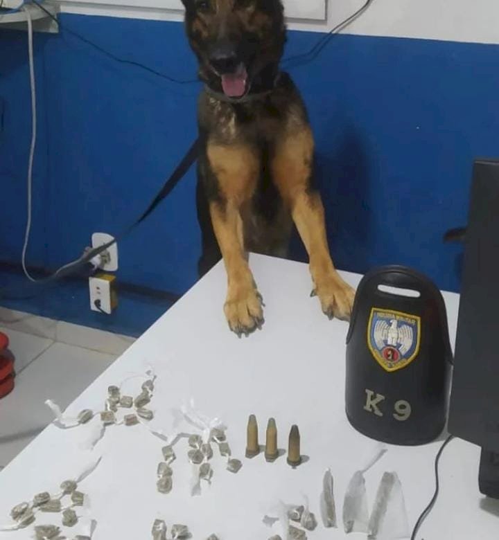 Polícia apreende drogas em Santa Cruz com ajuda da Cadela Pandora