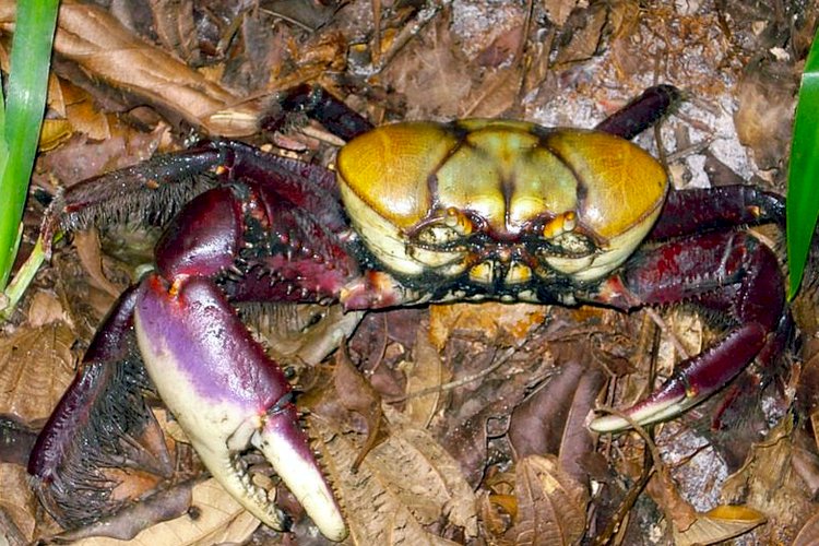 Período do defeso do caranguejo-uçá começa no domingo (1)