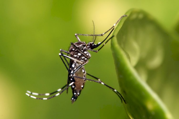 ES registra aumento de 1.000% nos casos de dengue em relação ao mesmo período de 2022