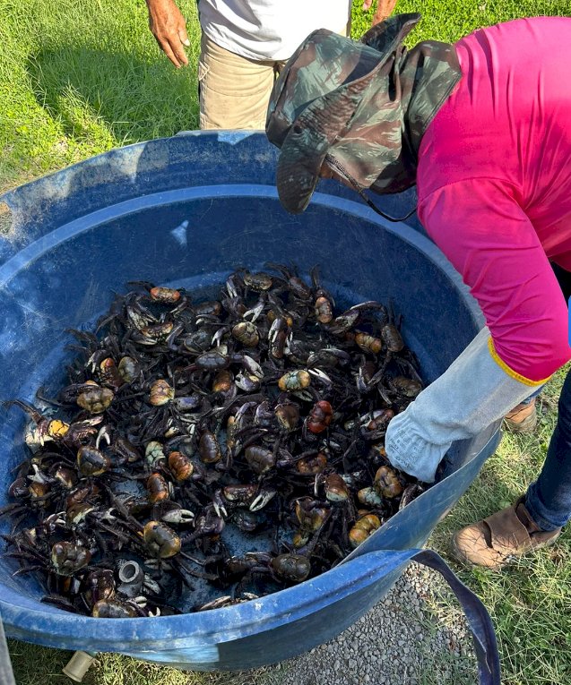 Fiscalização faz apreensão de 172 caranguejos em Aracruz durante período de defeso