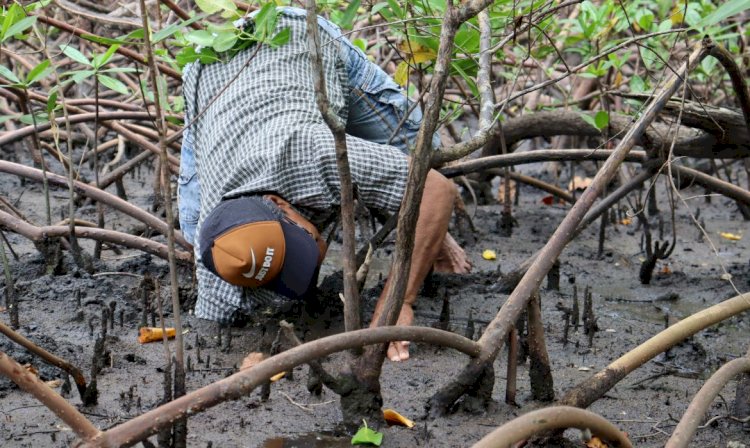 Marisqueiros e catadores de caranguejo resgatam mangue em Aracruz