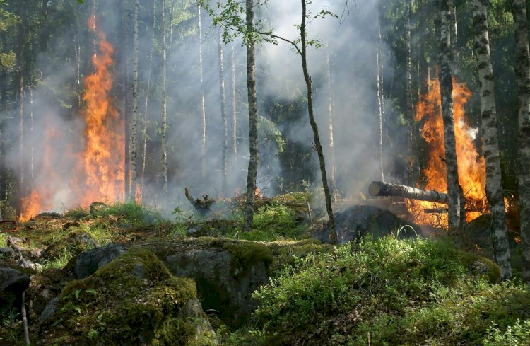 Número de incêndios florestais em Aracruz aumenta, prejudica o agro e liga sinal de alerta na região