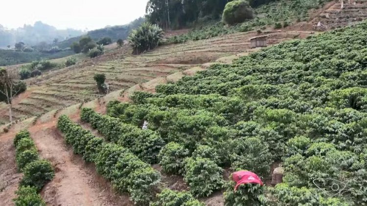 Seca derruba pela metade a produção de pimenta-do-reino e colheita de café está comprometida no ES