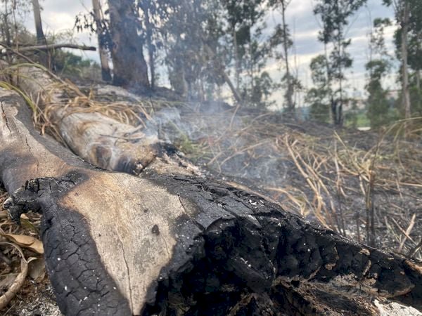 Incêndio atinge e destrói plantações de eucalipto em Aracruz