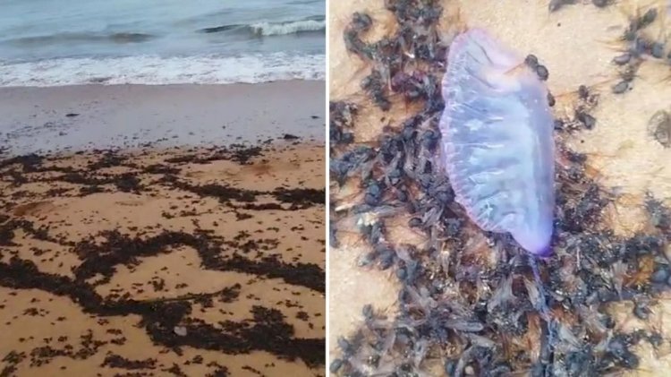 Milhares de formigas tanajuras mortas em praia de Aracruz chamam a atenção de banhistas