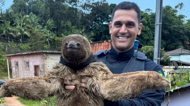 Bicho-preguiça é flagrado tomando banho de mar em praia de Aracruz