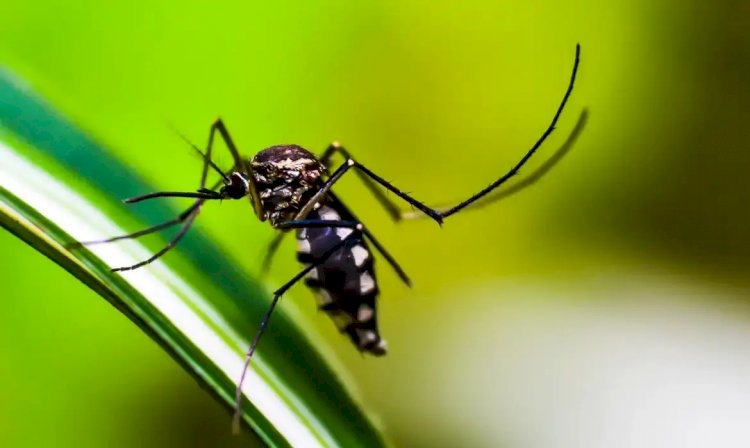 Espírito Santo registra caso de dengue tipo 3