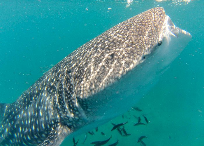 Tubarão-baleia se aproxima de barco de pescadores em Aracruz