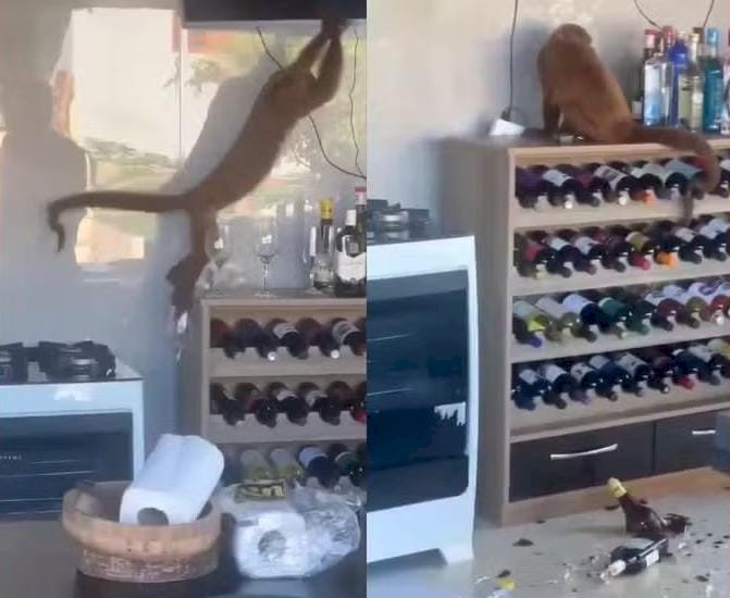 Macaco invade casa, quebra taças e garrafas em Fundão