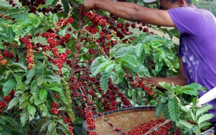 Espírito Santo abre colheita do café conilon com expectativa de safra recorde e grãos de qualidade