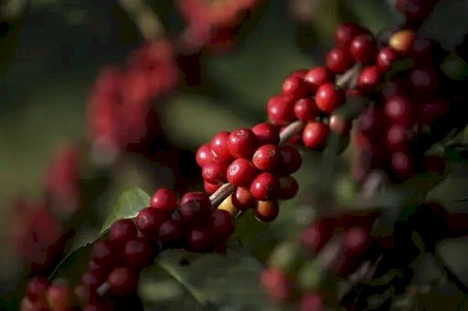Café: Grupo Tristão pretende construir armazém em Aracruz