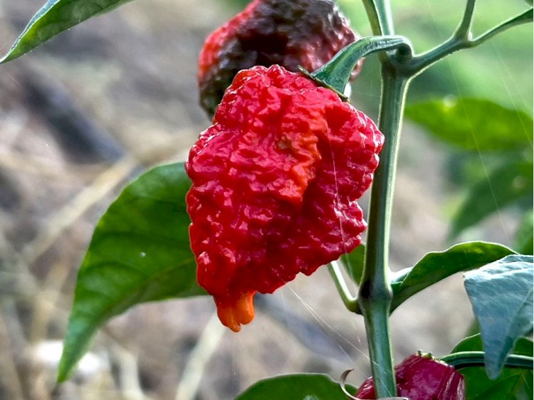 Pimenta mais ardida do mundo com registro no Guiness Book é cultivada em Cariacica